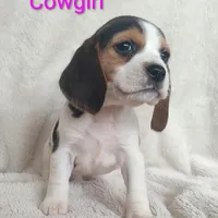 Cowgirl, a female Beagle for sale in Kansas City, KS – Photo 6 of 7