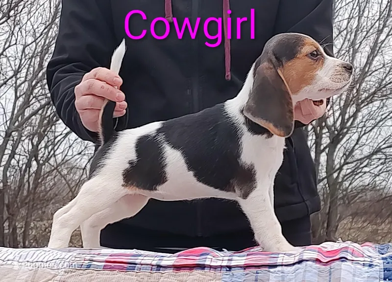 Cowgirl – Beagle puppy for sale in Kansas City, KS