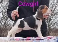 Cowgirl, a female Beagle for sale in Kansas City, KS – Photo 1 of 7