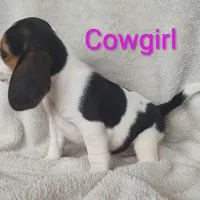 Cowgirl, a female Beagle for sale in Kansas City, KS – Photo 7 of 7