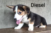 Diesel, a male Australian Cattle Dog and Pembroke Welsh Corgi for sale in Kansas City, KS – 2 of 5