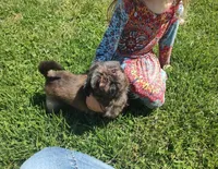Blaze, a male Shih Tzu for sale in Kansas City, KS – 3 of 3