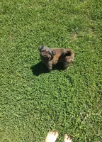Blaze, a male Shih Tzu for sale in Kansas City, KS – 2 of 3
