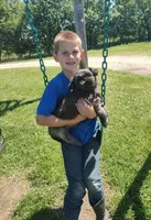 Blaze, a male Shih Tzu for sale in Kansas City, KS – 1 of 3