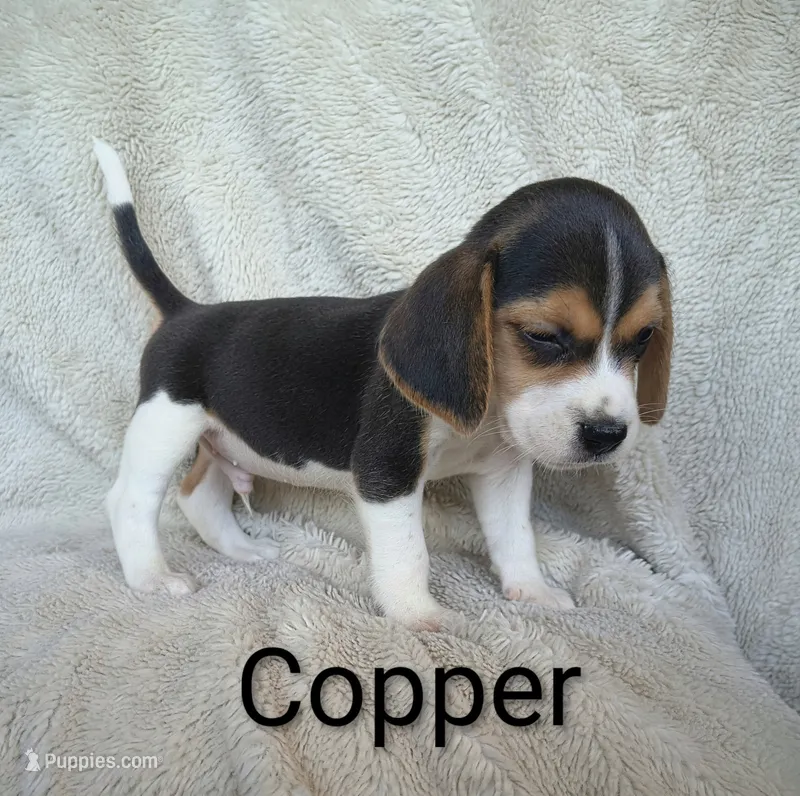 Copper – Beagle puppy for sale in Kansas City, KS