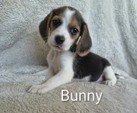 Bunny, a female Beagle for sale in Kansas City, KS – 3 of 3