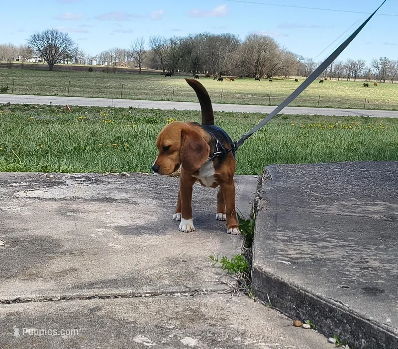 AKC  – Beagle puppy for sale in Kansas City, KS