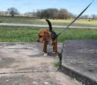 AKC , a male Beagle for sale in Kansas City, KS – Photo 1 of 5