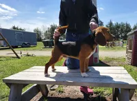 AKC , a male Beagle for sale in Kansas City, KS – Photo 2 of 5