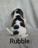 Rubble , a male Beagle for sale in Kansas City, KS – 4 of 4