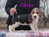 Cassy, a female Beagle for sale in Kansas City, KS – Photo 1 of 6