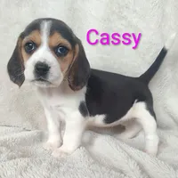Cassy, a female Beagle for sale in Kansas City, KS – Photo 4 of 6