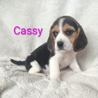 Cassy, a female Beagle for sale in Kansas City, KS – Photo 3 of 6