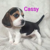 Cassy, a female Beagle for sale in Kansas City, KS – Photo 6 of 6