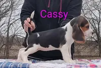 Cassy, a female Beagle for sale in Kansas City, KS – Photo 2 of 6