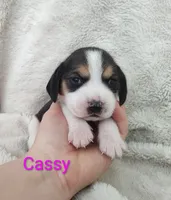 processed/cacec7ae-616a-4375-af71-413022c24a8d/listing/e529206b-8256-427c-8a01-00c8faa13fa8/9d9f4409-b097-4d57-bf92-78e7f251781a