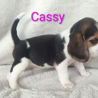Cassy, a female Beagle for sale in Kansas City, KS – Photo 5 of 6