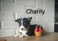 Charity, a female Australian Cattle Dog and Pembroke Welsh Corgi for sale in Kansas City, KS – 2 of 6
