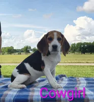 Cowgirl, a female Beagle for sale in Kansas City, KS – 5 of 5