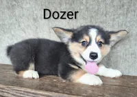 Dozer, a male Australian Cattle Dog and Pembroke Welsh Corgi for sale in Kansas City, KS – 3 of 5