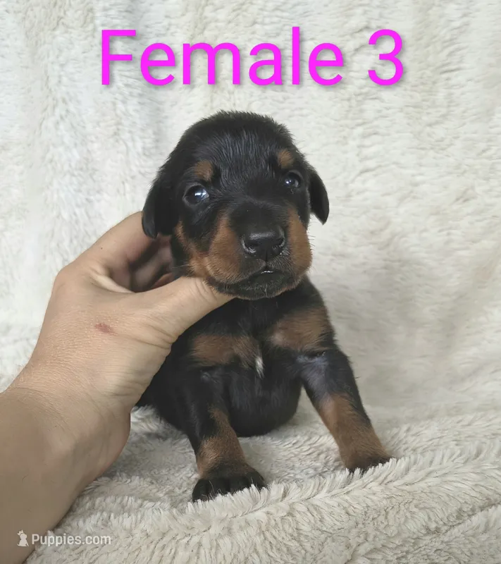 European Female 3 – Doberman Pinscher puppy for sale in Kansas City, KS
