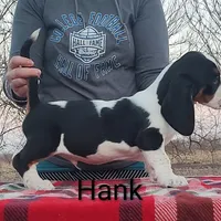 AKC Hank, a male Basset Hound for sale in Kansas City, KS – Photo 2 of 8