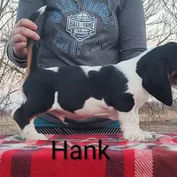 AKC Hank, a male Basset Hound for sale in Kansas City, KS – Photo 5 of 8