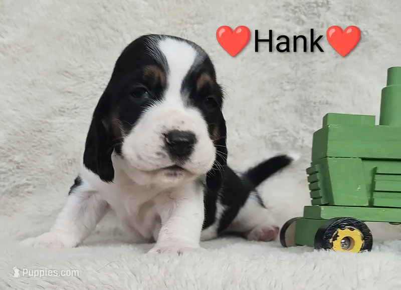 AKC Hank