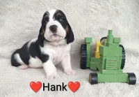 AKC Hank, a male Basset Hound for sale in Kansas City, KS – Photo 4 of 7