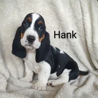 AKC Hank, a male Basset Hound for sale in Kansas City, KS – Photo 3 of 8