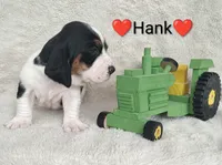 AKC Hank, a male Basset Hound for sale in Kansas City, KS – Photo 2 of 7