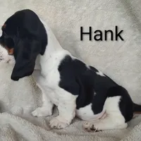 AKC Hank, a male Basset Hound for sale in Kansas City, KS – Photo 4 of 8