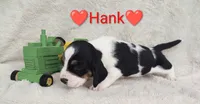 AKC Hank, a male Basset Hound for sale in Kansas City, KS – Photo 5 of 7