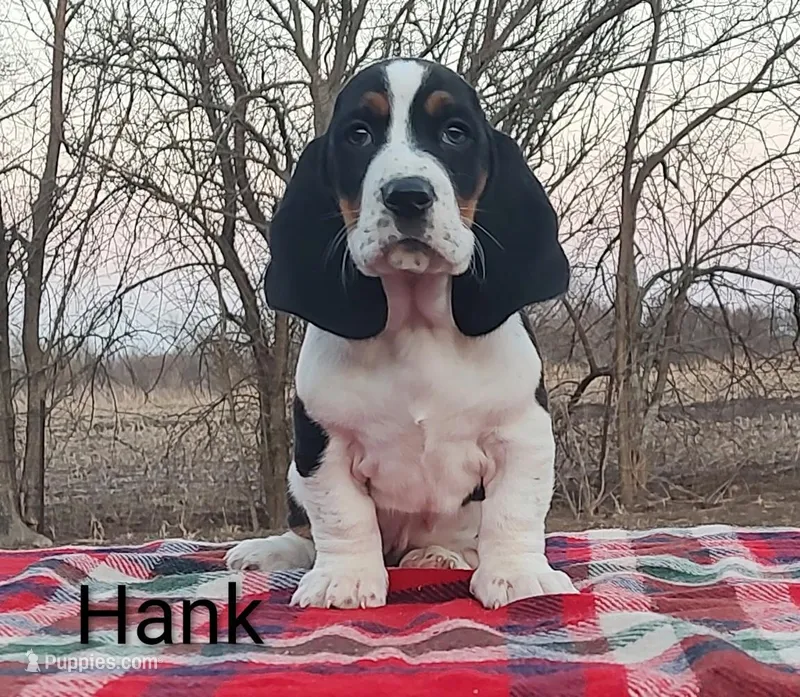 AKC Hank