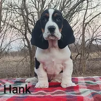 AKC Hank, a male Basset Hound for sale in Kansas City, KS – Photo 1 of 8