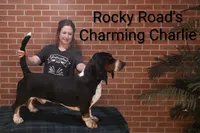 AKC Hank, a male Basset Hound for sale in Kansas City, KS – Photo 7 of 7