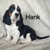 AKC Hank, a male Basset Hound for sale in Kansas City, KS – Photo 6 of 8