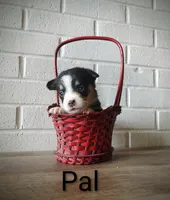 Pal, a male Australian Cattle Dog and Pembroke Welsh Corgi for sale in Kansas City, KS – 3 of 6