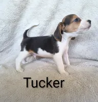 Tucker , a male Beagle for sale in Kansas City, KS – 3 of 4