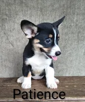 Patience , a female Australian Cattle Dog and Pembroke Welsh Corgi for sale in Kansas City, KS – 2 of 4