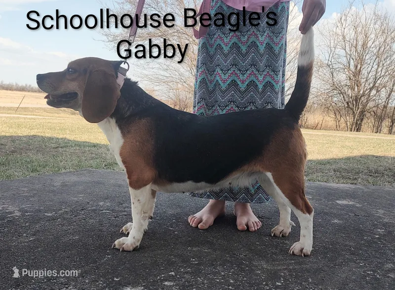 Gabby  – Beagle puppy for sale in Kansas City, KS