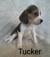 Tucker , a male Beagle for sale in Kansas City, KS – 2 of 4