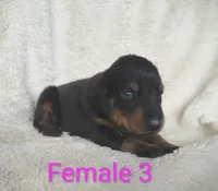 European Female 3, a female Doberman Pinscher for sale in Kansas City, KS – 2 of 4