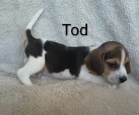 Tod, a male Beagle for sale in Kansas City, KS – 4 of 4