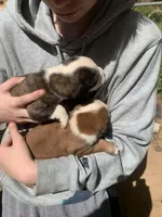 You name them, a  Boxer and American Pit Bull Terrier for sale in Gainesville, GA – 5 of 7