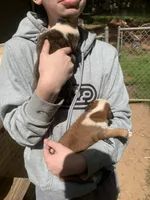 You name them, a  Boxer and American Pit Bull Terrier for sale in Gainesville, GA – 7 of 7