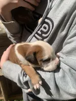 You name them, a  Boxer and American Pit Bull Terrier for sale in Gainesville, GA – 3 of 7