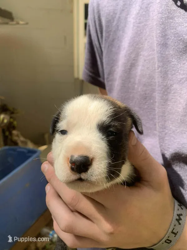 You name them – Boxer, American Pit Bull Terrier puppy for sale in Gainesville, GA
