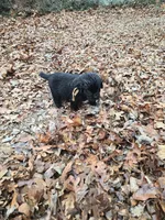 Puppy #8 girl, a female Newfoundland for sale in Choctaw, OK – Photo 6 of 6