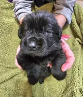Puppy #7  boy, a male Newfoundland for sale in Choctaw, OK – Photo 1 of 6
